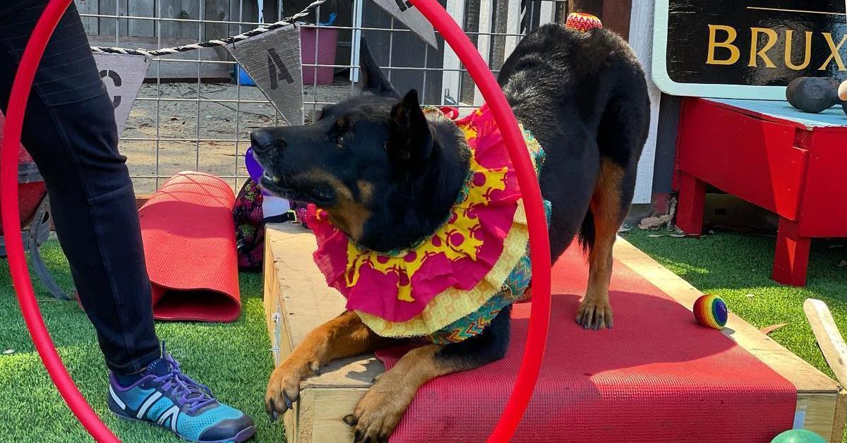 Places to Travel With Dogs near Me: Top Pet-Friendly Getaways