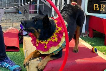 Places to Travel With Dogs near Me: Top Pet-Friendly Getaways