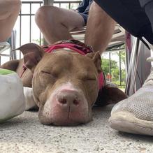 Royal Oak Taphouse restaurant view 1