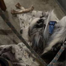 Public House Brewing Company restaurant view 2