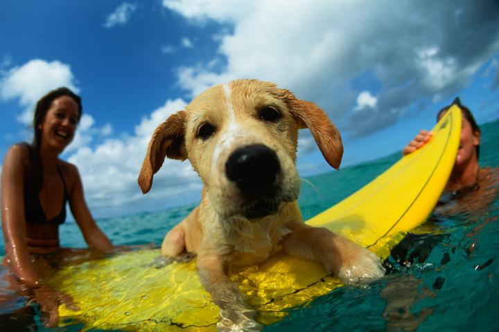 Surfing schools that will teach Fido to dog surf.
