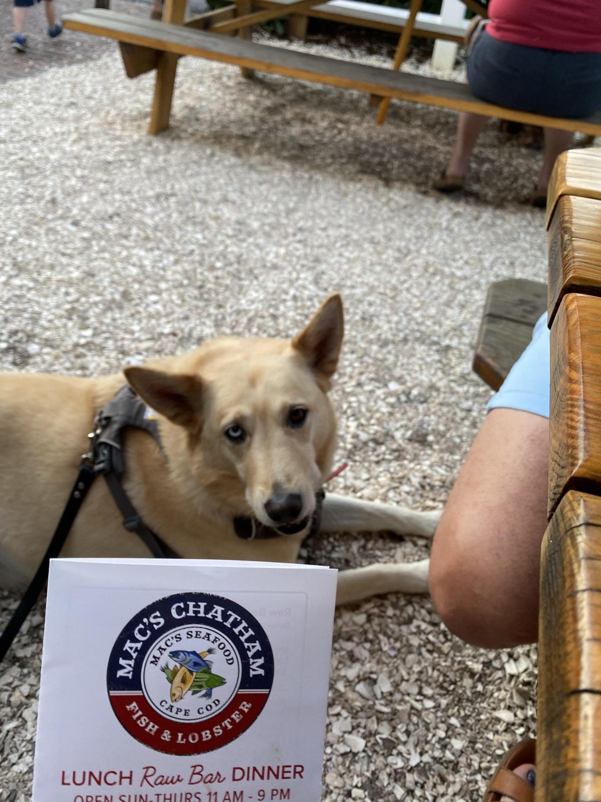 Mac's Chatham Fish & Lobster restaurant view 2