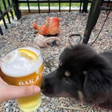 Oak & Iron Brewing Company restaurant view 2