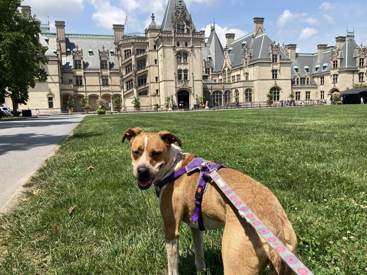Dog boarding near biltmore estate top