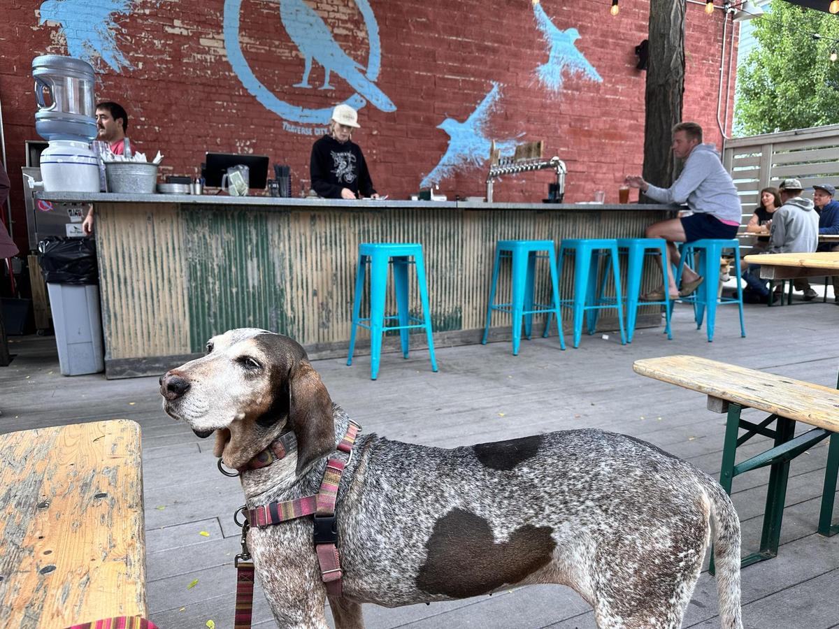 Rare Bird Brewpub restaurant view 1
