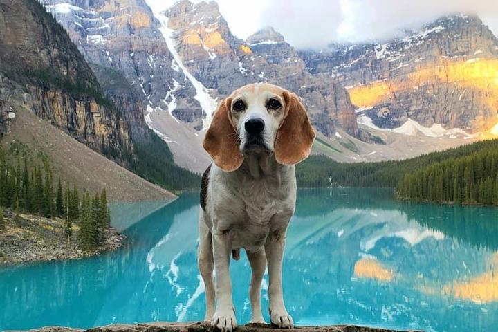 Pet-friendly things to do and places to stay in Alberta, CA.