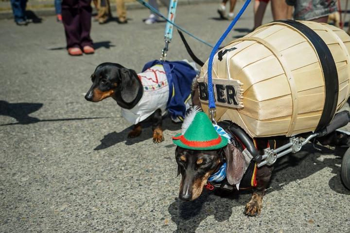 September's Best Dog-Friendly Events