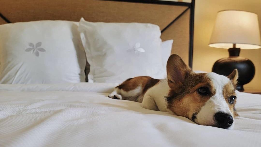 Can I Bring My Dog to Omni Hotels & Resorts?
