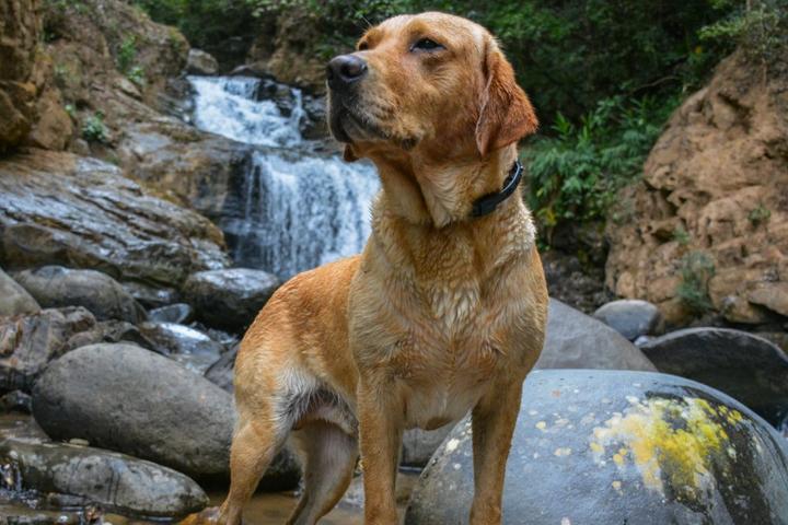 Fido’s Favorite Waterfall Hikes