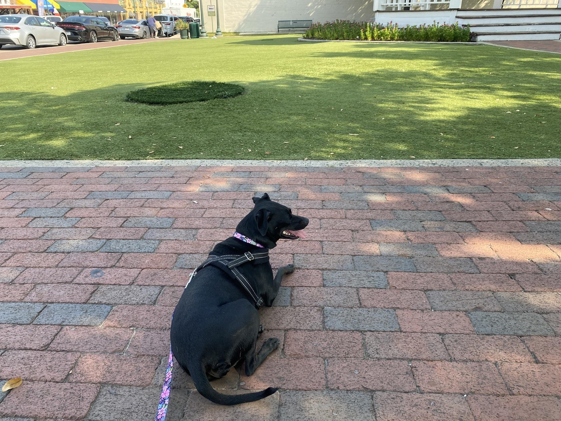 Pet Friendly Town Square