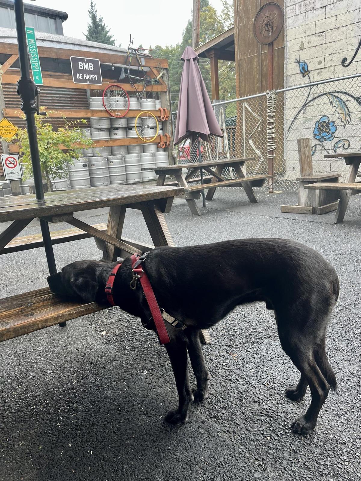 Barrel Mountain Brewery restaurant view 1