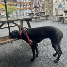 Barrel Mountain Brewery restaurant view 1