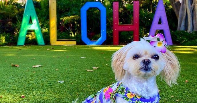 Hawaiian airlines deals dog
