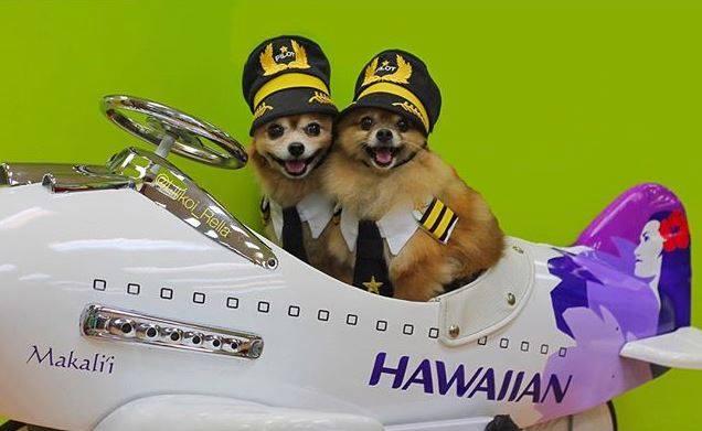 Can I Bring My Dog on Hawaiian Airlines BringFido
