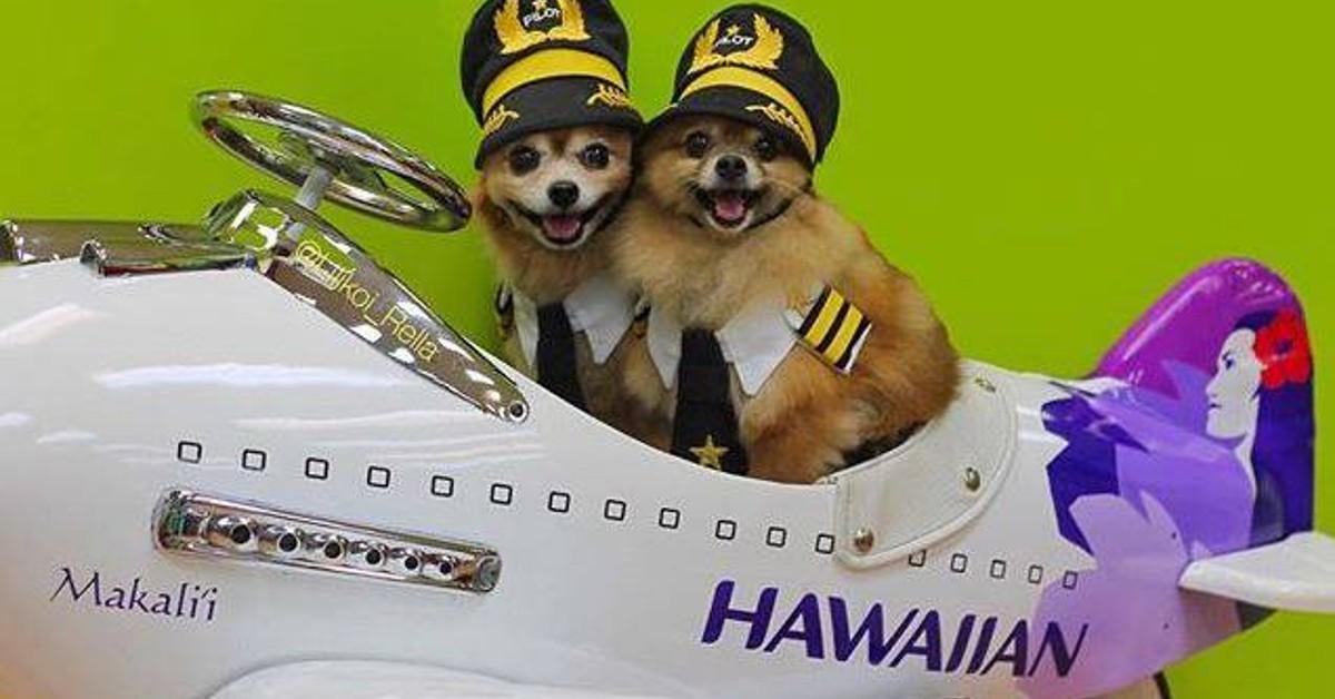 Hawaiian airlines hot sale dog cargo