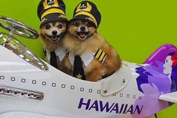 Can I Bring My Dog on Hawaiian Airlines?