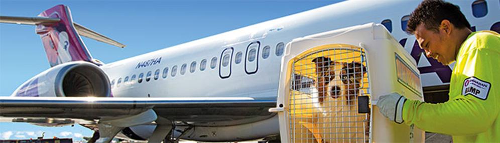 Hawaiian airlines animal cargo hot sale