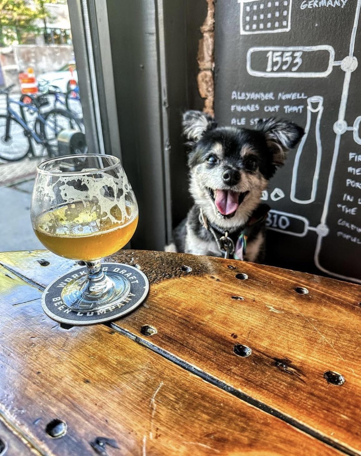 Pet Friendly Draft and Vessel