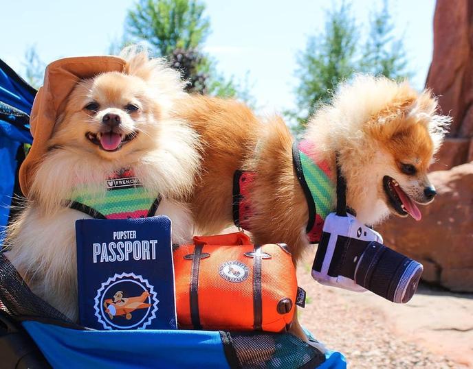 Allegiant air top pet travel