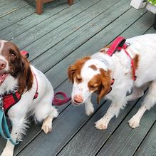 The Pub in the Park restaurant view 1