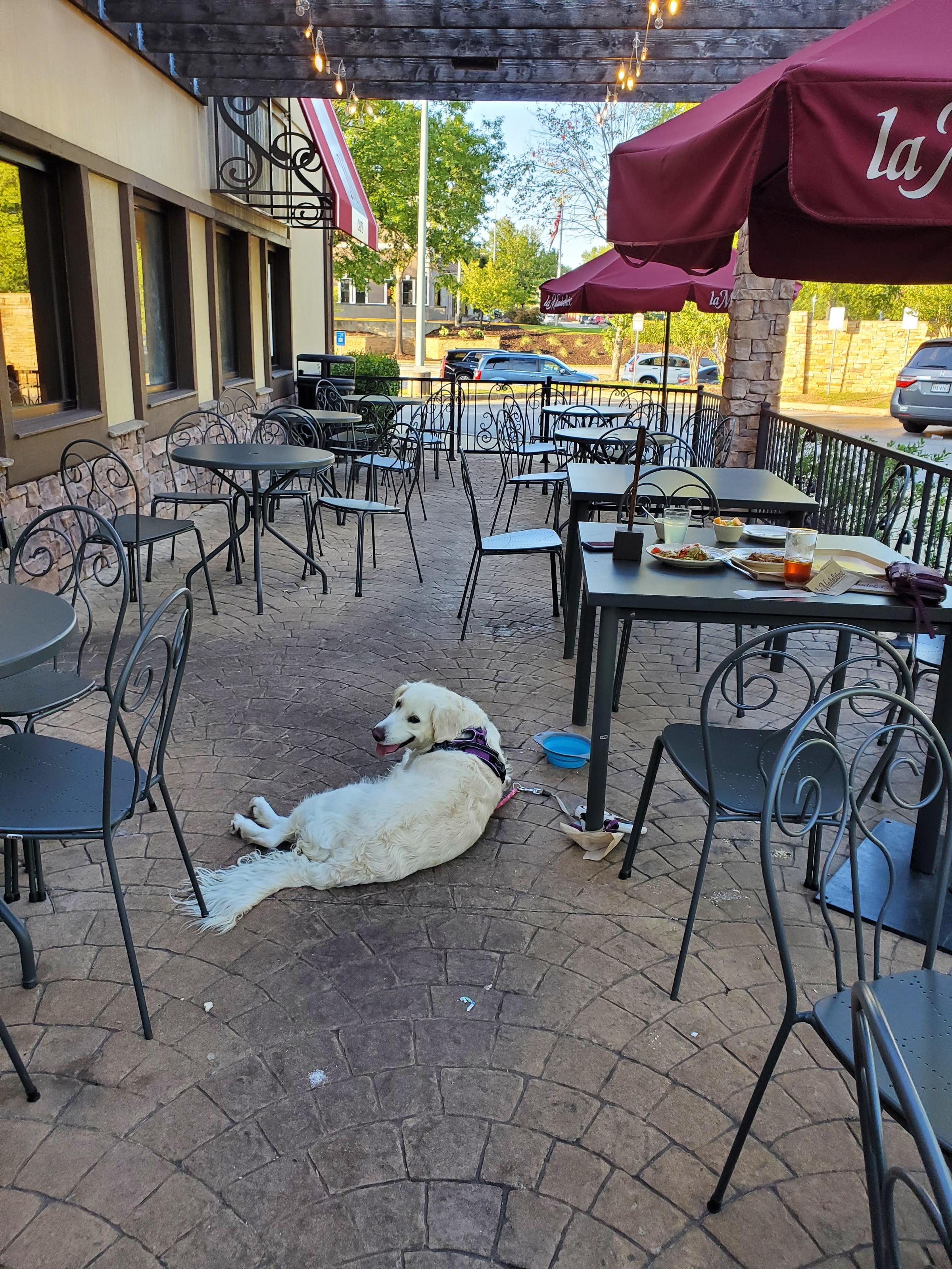 Pet Friendly La Madeleine Country French Cafe