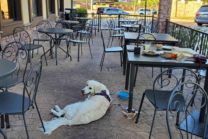 Pet Friendly La Madeleine Country French Cafe
