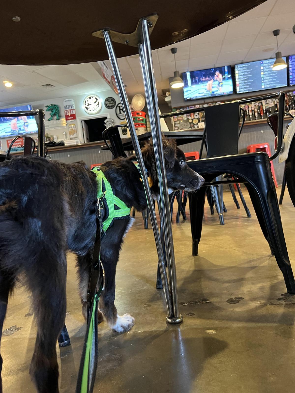Chupacabra Craft Beer/Salado Creek Winery restaurant view 1