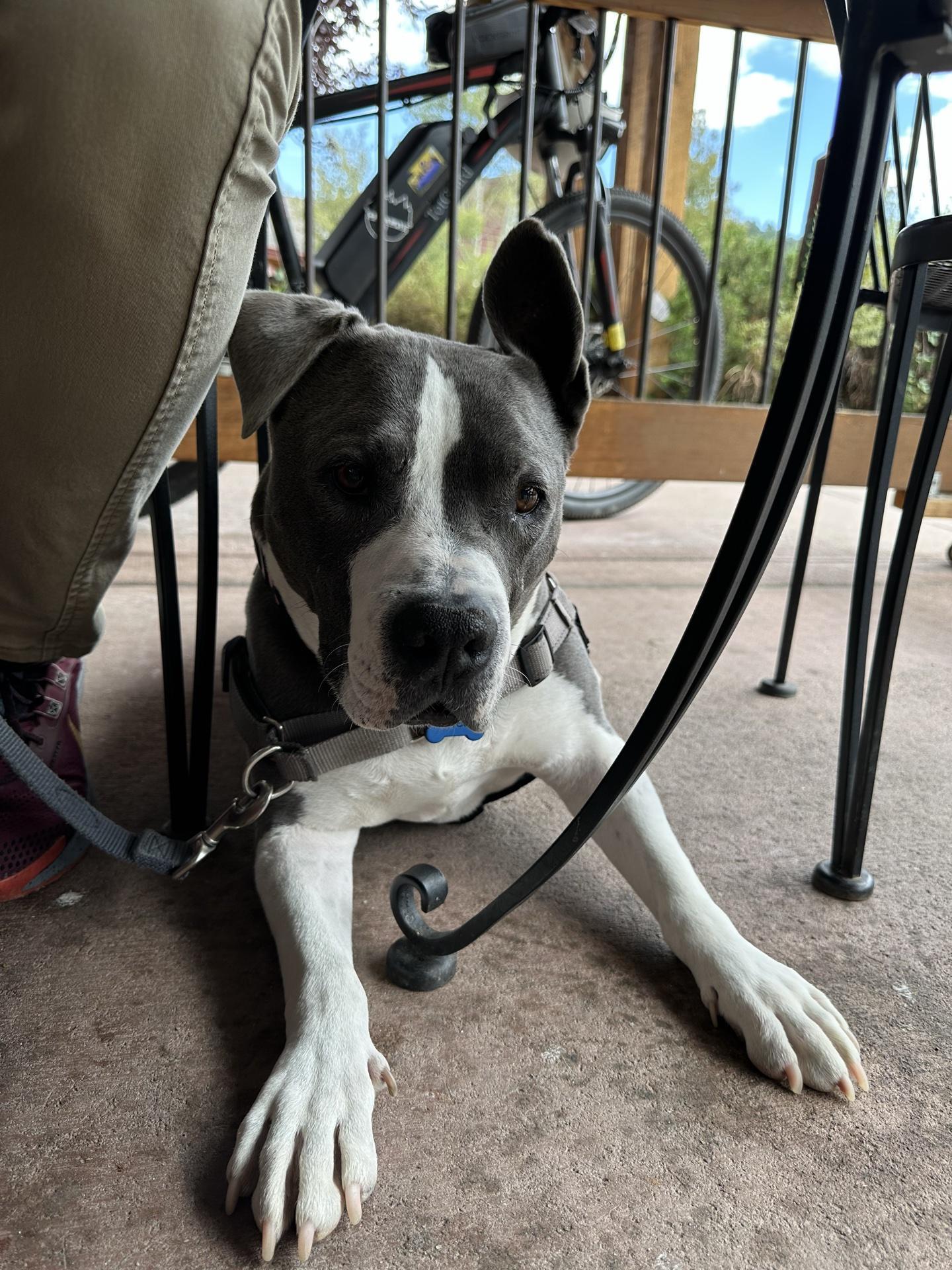 Pet Friendly The Woodcellar Bar & Grill