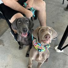 Home State Brewing Co restaurant view 2