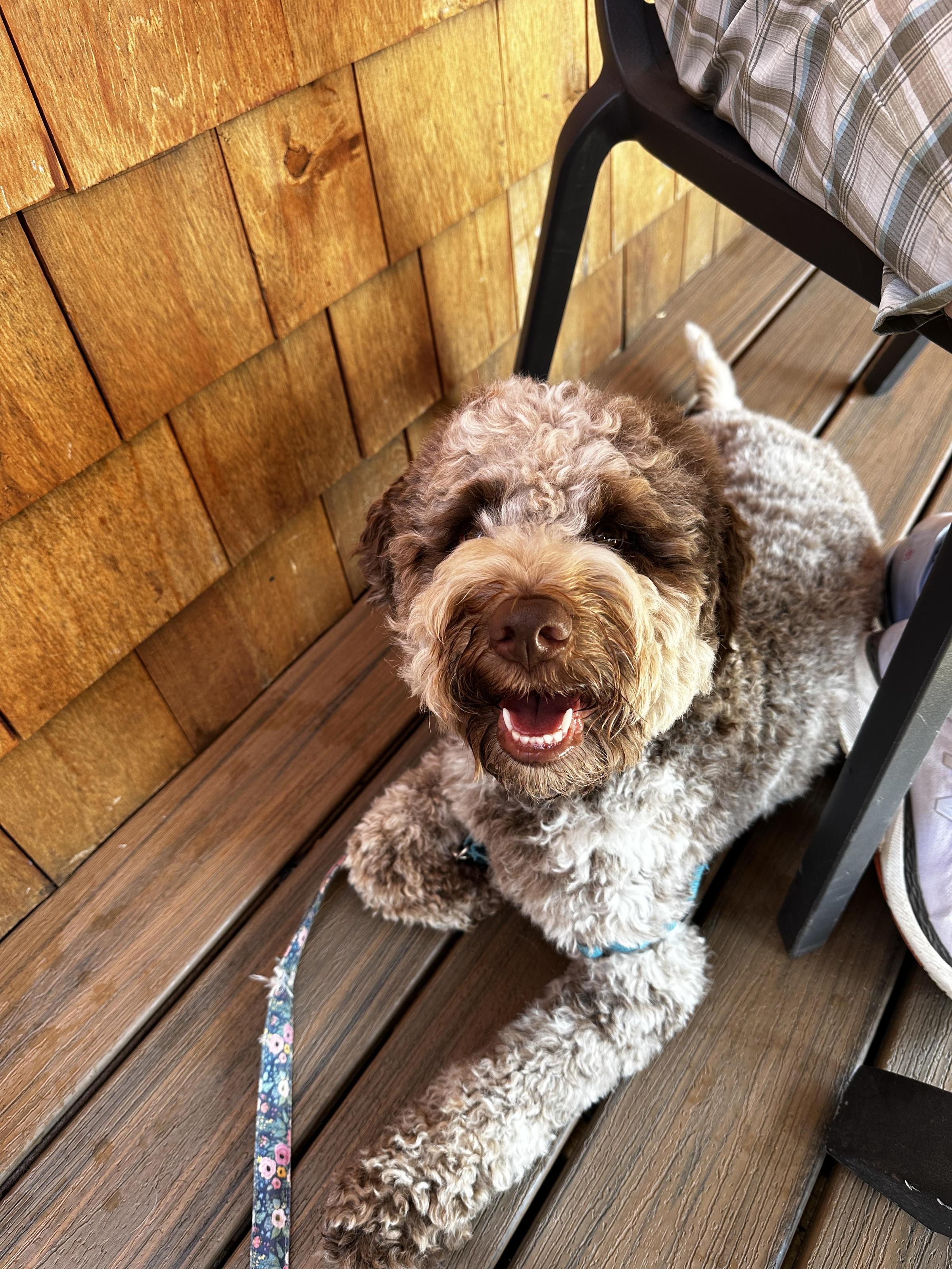 Pet Friendly Bayside American Cafe