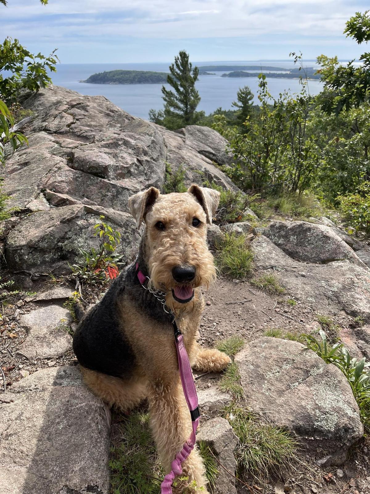 se permiten perros en sugarloaf marquette mi