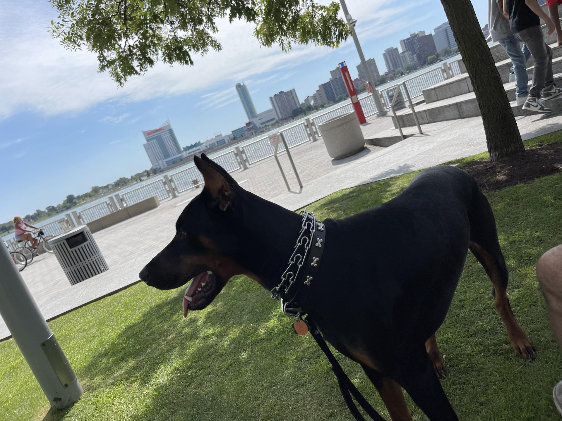 Pet Friendly Detroit Riverfront