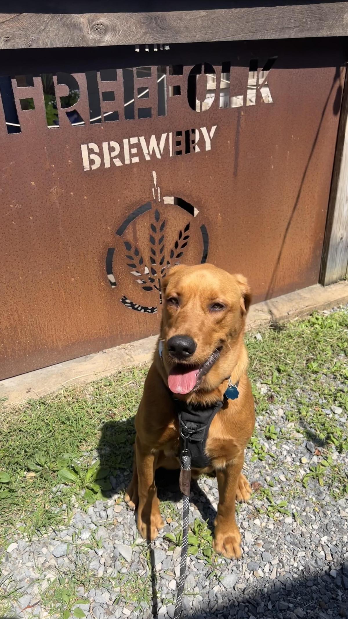 The Freefolk Brewery Taproom restaurant view 2