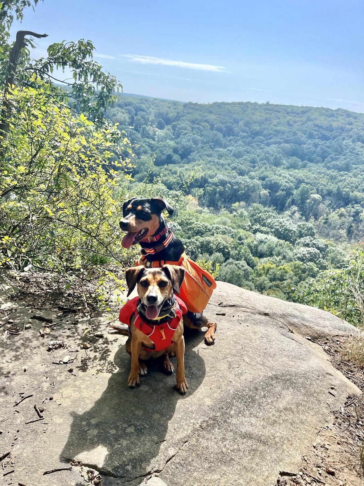 Valhalla mountain kennels 2025
