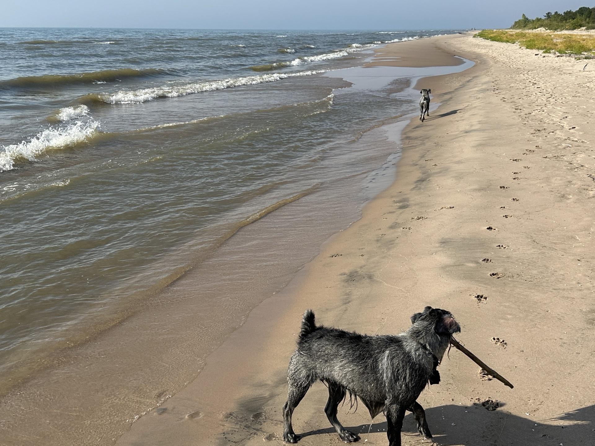 Pet Friendly Point Beach State Forest