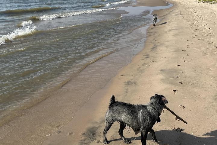 Pet Friendly Point Beach State Forest