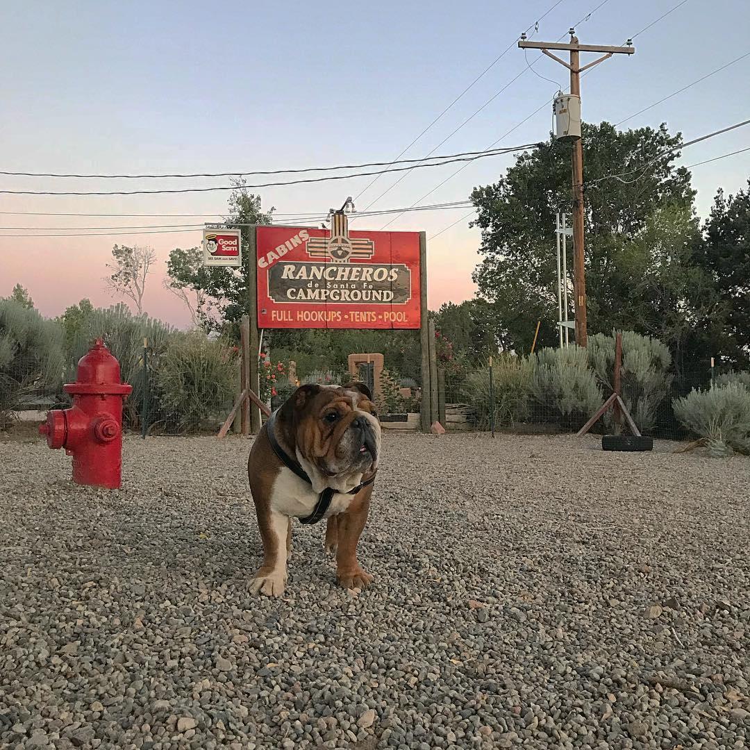 Pet Friendly Rancheros de Santa Fe Campground
