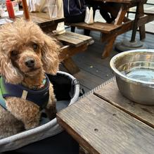 Micky's Irish Pub restaurant view 1