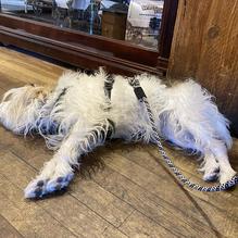 Covered Wagon restaurant view 1