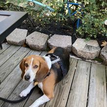 Shady Rest Restaurant restaurant view 1