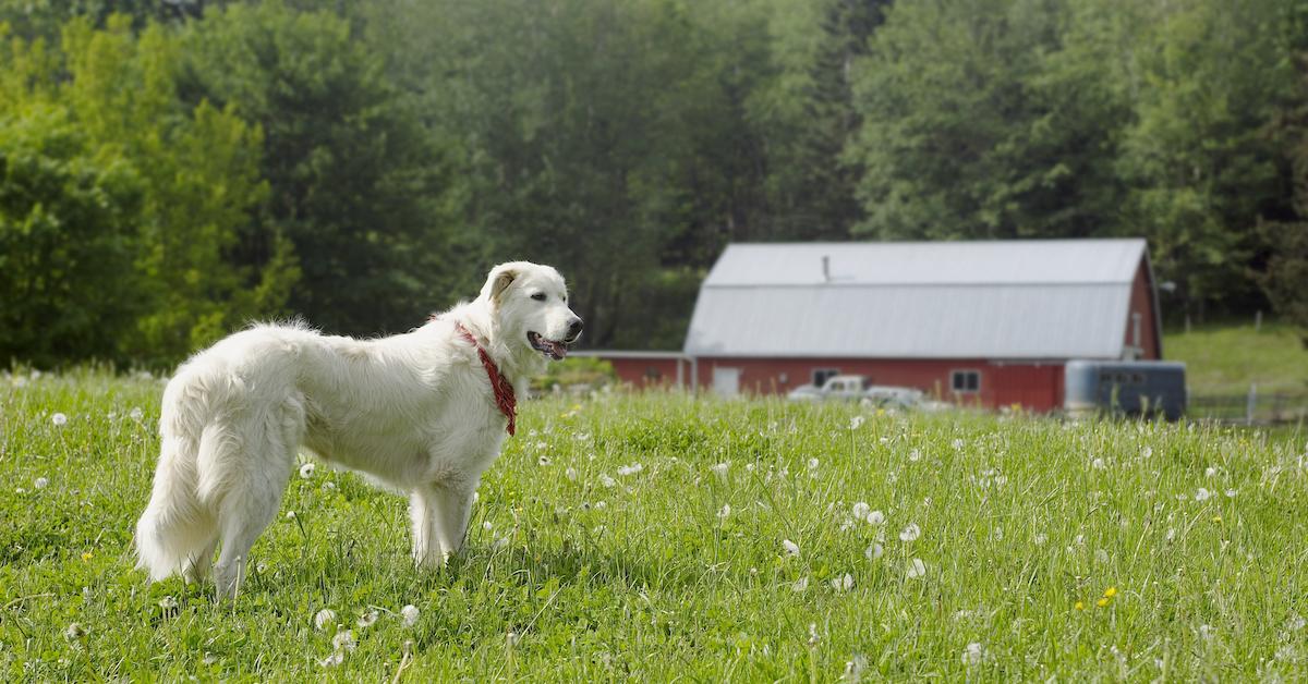 Best Dog-Friendly Airbnb Farm Stay in Every State