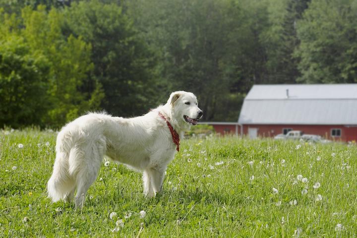 Dog-friendly Airbnb vacation rental farms.
