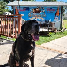 Shipwrecks Bar & Grill restaurant view 2