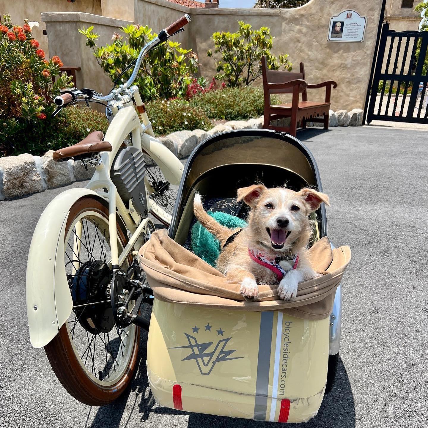 Mad Dogs Englishmen Carmel