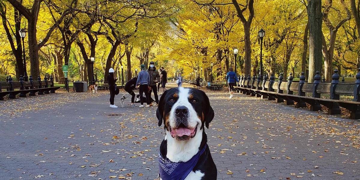 Dog-Friendly Baseball Parks - BringFido