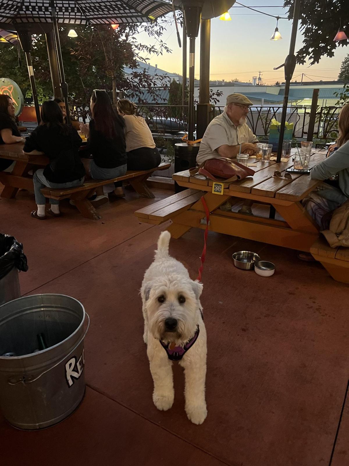 El Sancho Taco Shop restaurant view 2