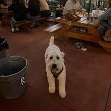 El Sancho Taco Shop restaurant view 2