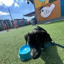 Birdie Box Sando restaurant view 1