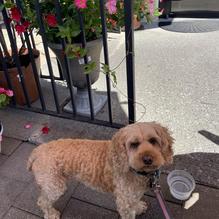 Four Brothers Restaurant and Pizza restaurant view 1