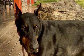 Big hole bbq sales jackson